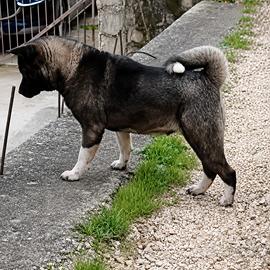 Akita Americano