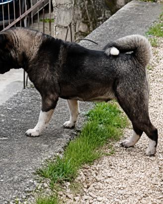Akita Americano