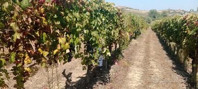 Uva barbera d'asti d.o.c