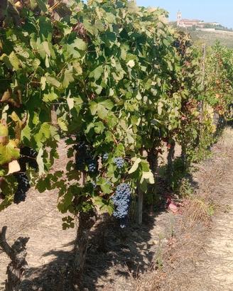 Uva barbera d'asti d.o.c