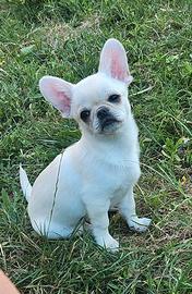 Chihuahua Maschio con pedigree
