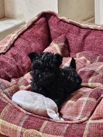 Total Black barboncino minitoy