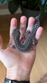 007 Geco Leopardino - Leopard gecko 