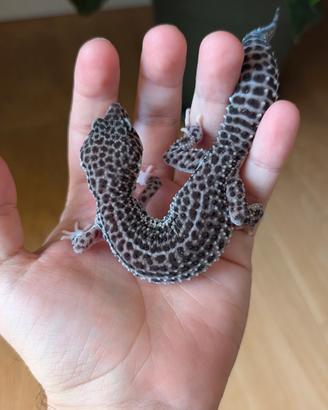 007 Geco Leopardino - Leopard gecko 