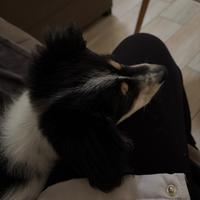 Meticcio 3 mesi max 10kg