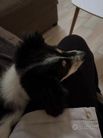 Meticcio 3 mesi max 10kg