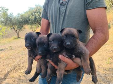 Cuccioli di malinois