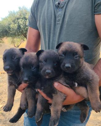 Cuccioli di malinois