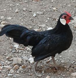 Bantam Java (galline e galli)