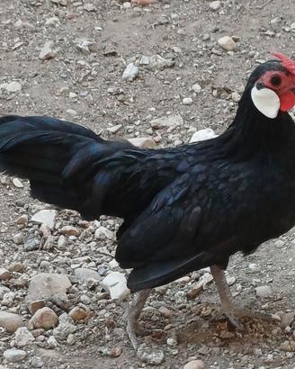 Bantam Java (galline e galli)