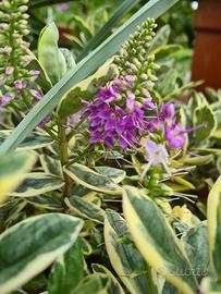 Hebe Veronica