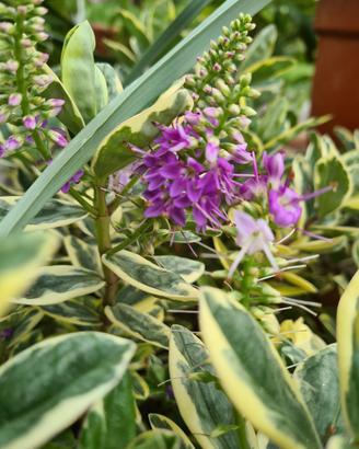 Hebe Veronica