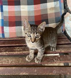Cuccioli di gatto