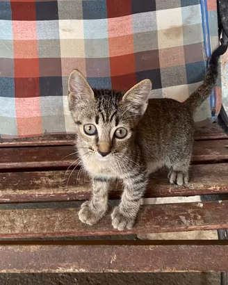 Cuccioli di gatto
