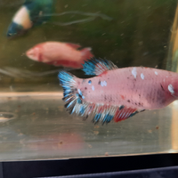Betta femmina