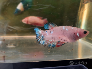 Betta femmina