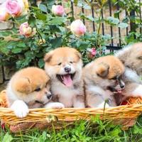 Akita inu con pedigree enci