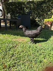 Galline ornamentali