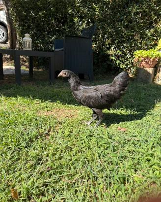 Galline ornamentali