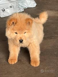 Cucciolo chow chow in vendors