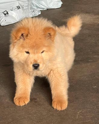 Cucciolo chow chow in vendors