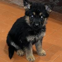 Ultimii due cuccioli di pastore tedesco