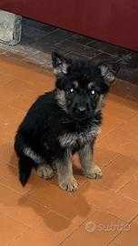 Ultimii due cuccioli di pastore tedesco