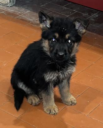 Ultimii due cuccioli di pastore tedesco