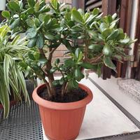 Pianta grassa crassula