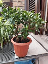 Pianta grassa crassula