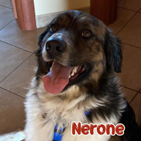 Nerone simil pastore australiano, taglia grande