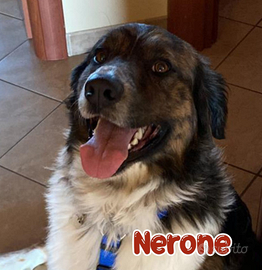 Nerone simil pastore australiano, taglia grande