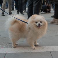 Volpino di Pomerania nano maschietto per accoppiam