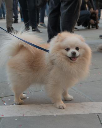 Volpino di Pomerania nano maschietto per accoppiam