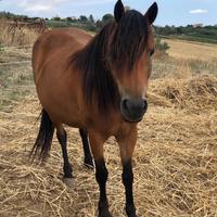 Pony femmina