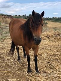 Pony femmina