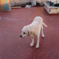Cedessi un Labrador femmina