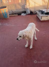 Cedessi un Labrador femmina