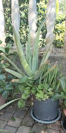 PIANTA ALOE VERA