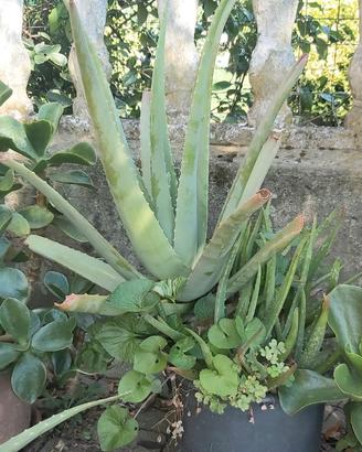 PIANTA ALOE VERA
