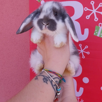 Coniglio nano ariete maschio