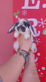 Coniglio nano ariete maschio