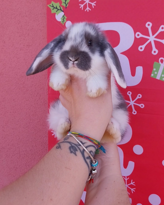 Coniglio nano ariete maschio