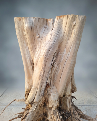 🌳 Tronco Ceppo legno di Cipresso naturale radici