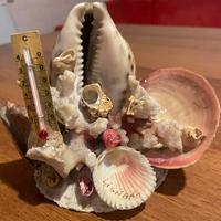 Conchiglie con termometro per ambienti