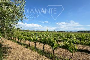 Vigneto in produzione di 9 ettari circa