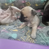 Chihuaha maschio
