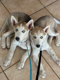 Husky