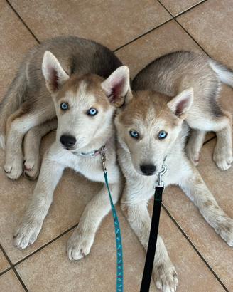 Husky