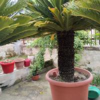 cycas per giardino